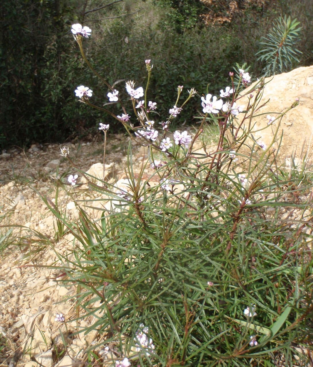 Schiffchenblättrige Schleifenblume 12