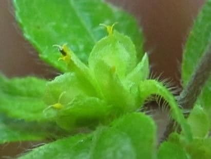 Delilia biflora 12