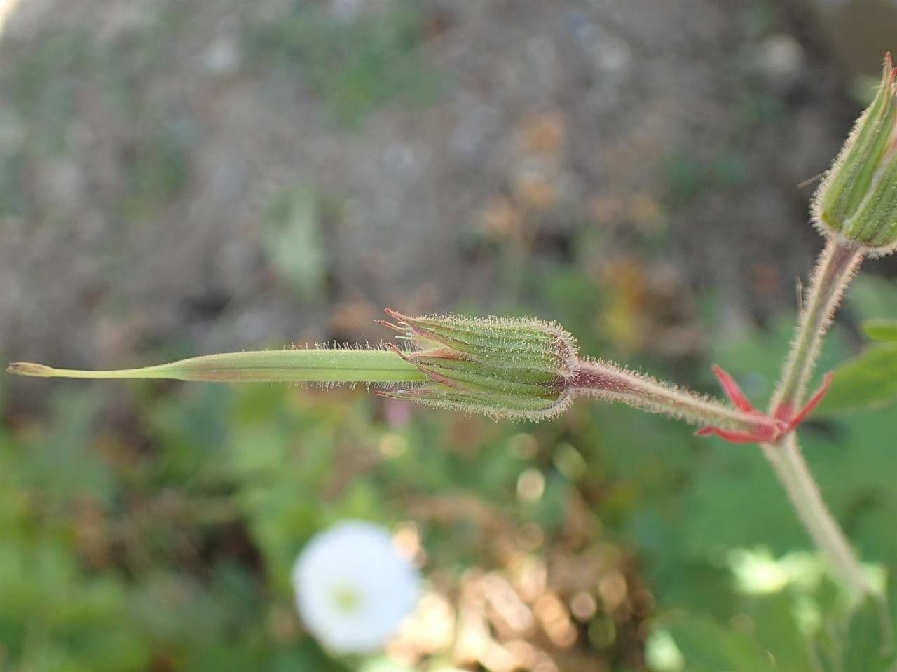 Storchschnabel 8