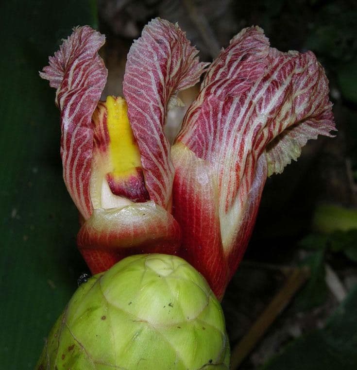 Costus liscio 9