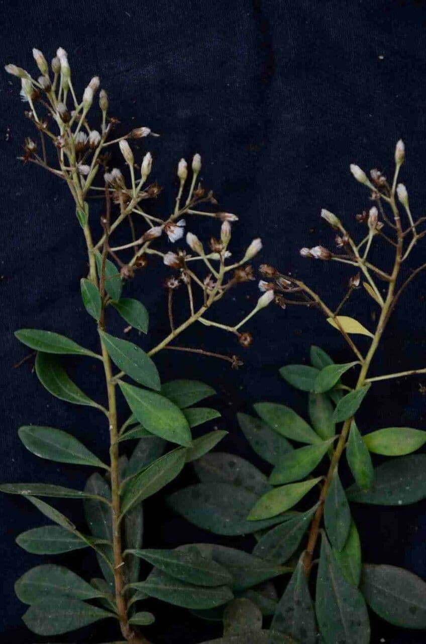 Baccharis 3