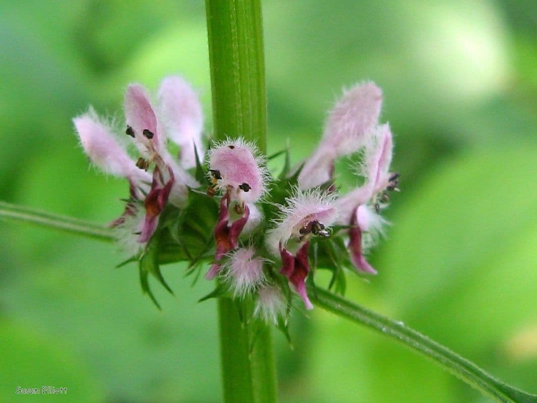 Agripalma 6