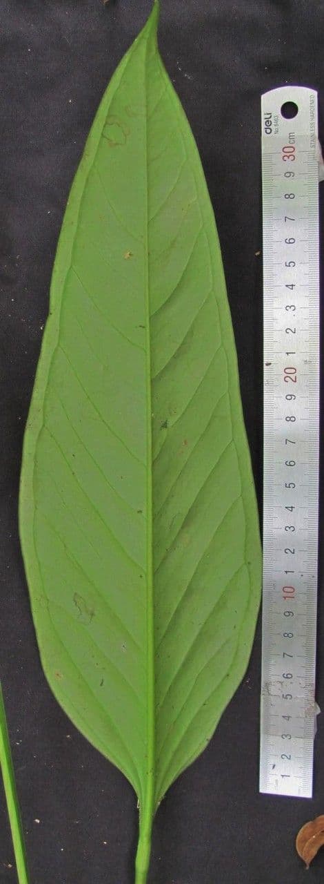Anthurium 8