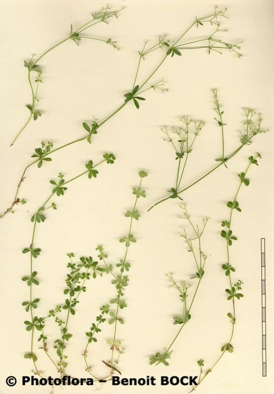 Harzer Labkraut 23