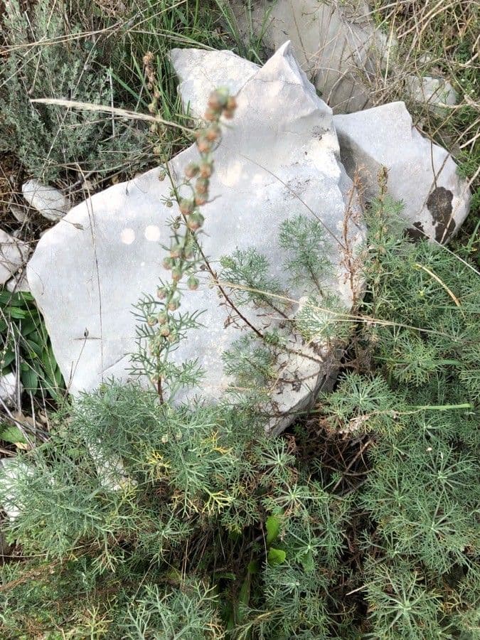 Weiße Artemisia 24