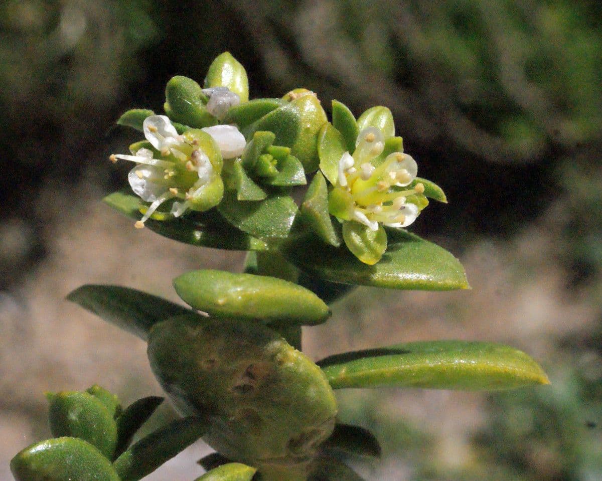 Onchenia 7