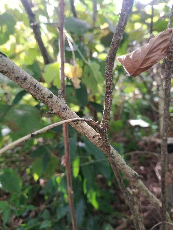 Euonymus 21