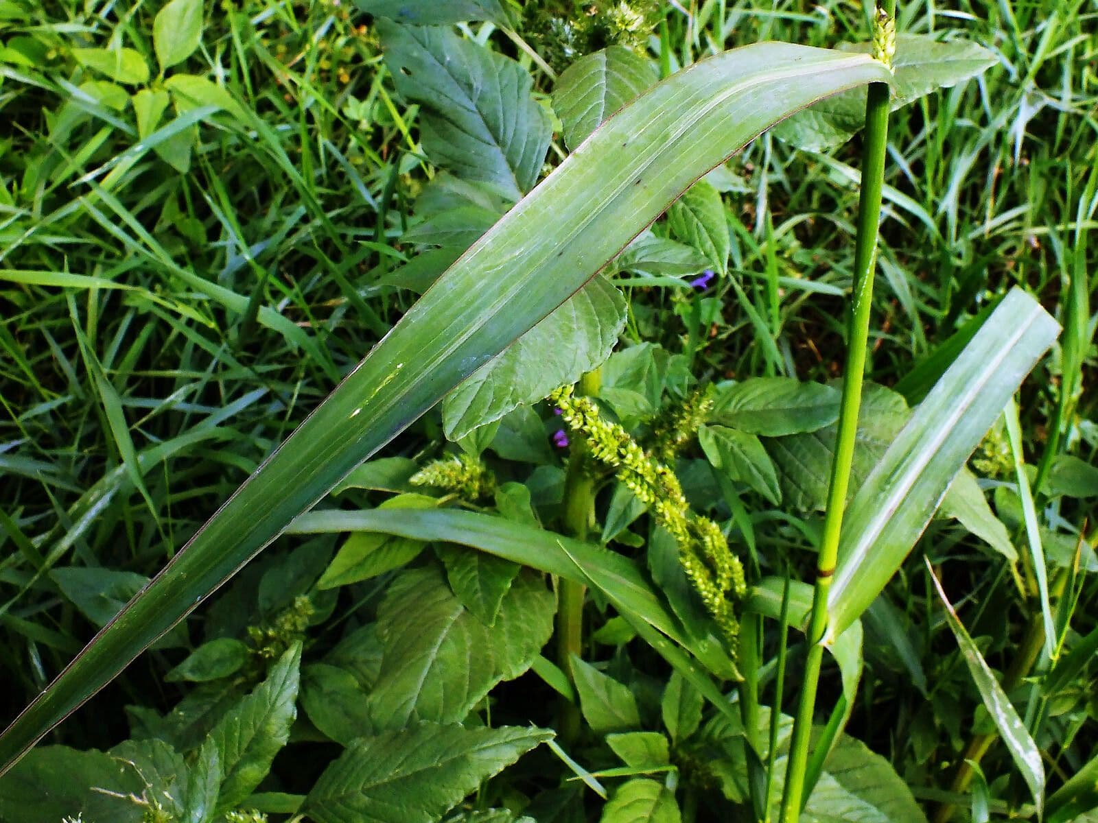 Echinochloa muricata 11
