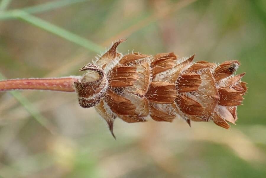 Prunella 3