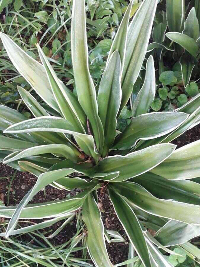 Rohdea 5