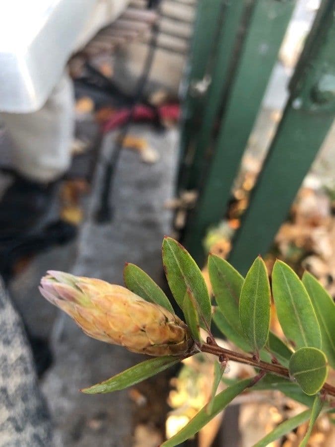 Myrtenblättrige Kreuzblume