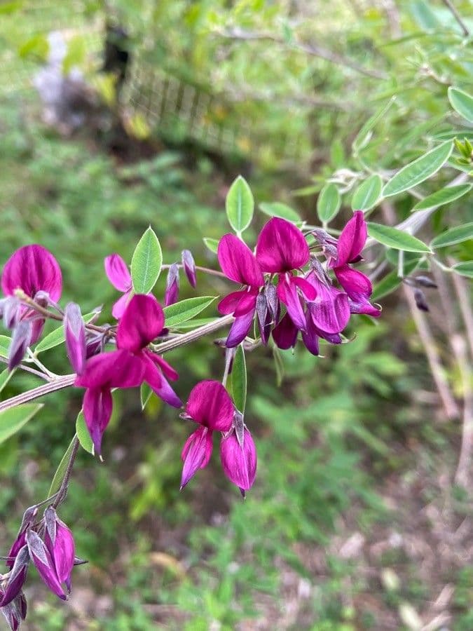 Lespedeza bicolore 7