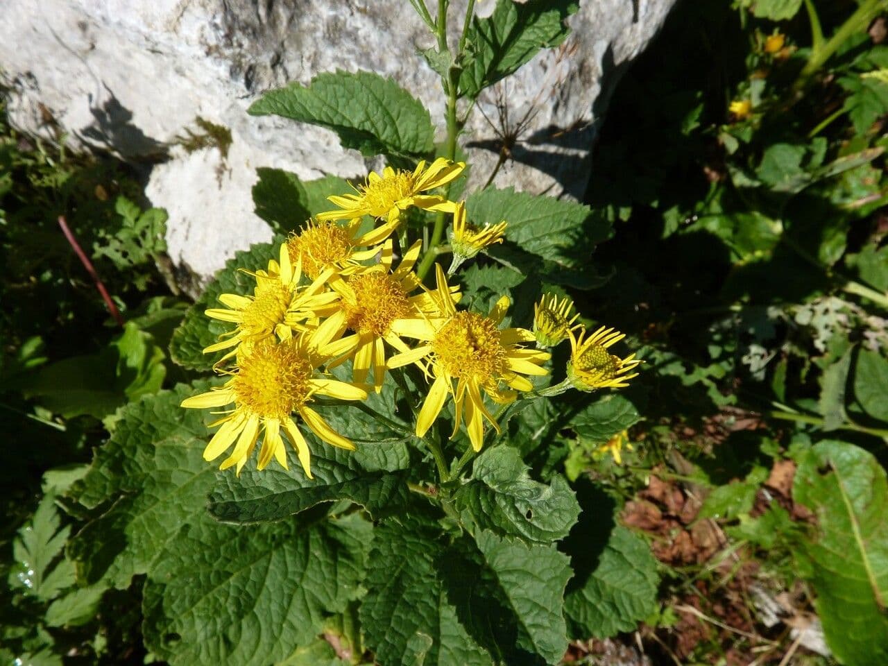 Alpen-Greiskraut 5