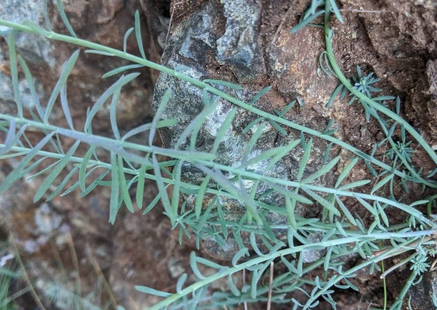 Linaria 14