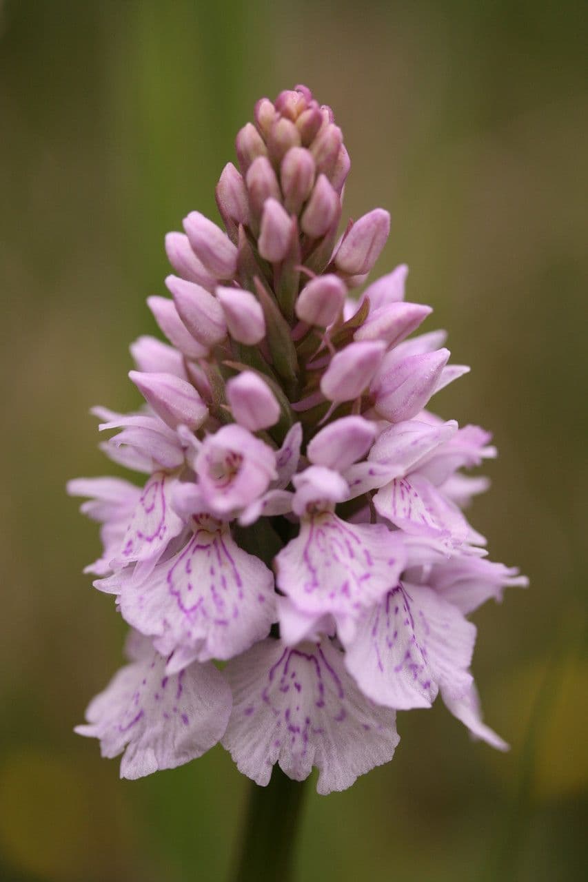 Orchidea macchiata 7
