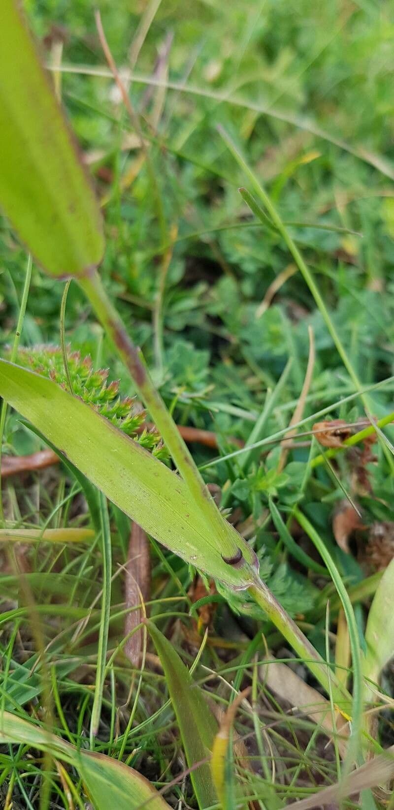 Codolina alpina 21