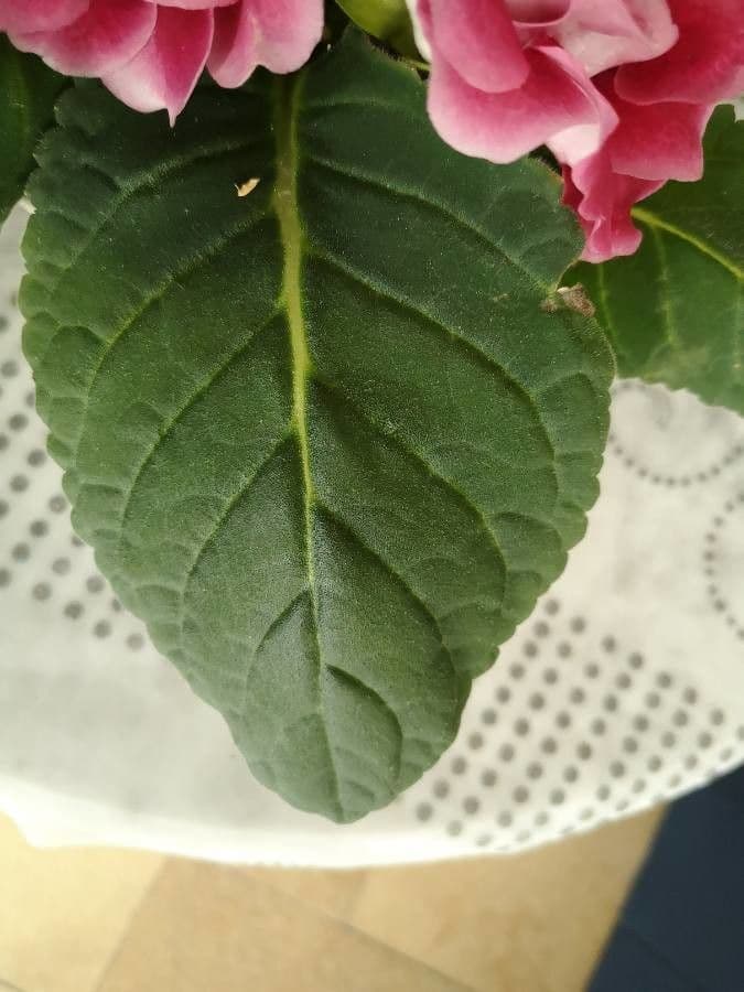 Gloxinia 12