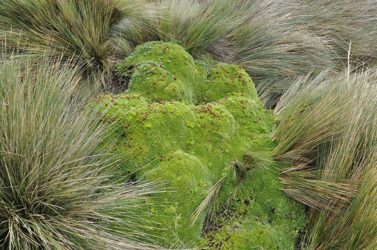Azorella 7