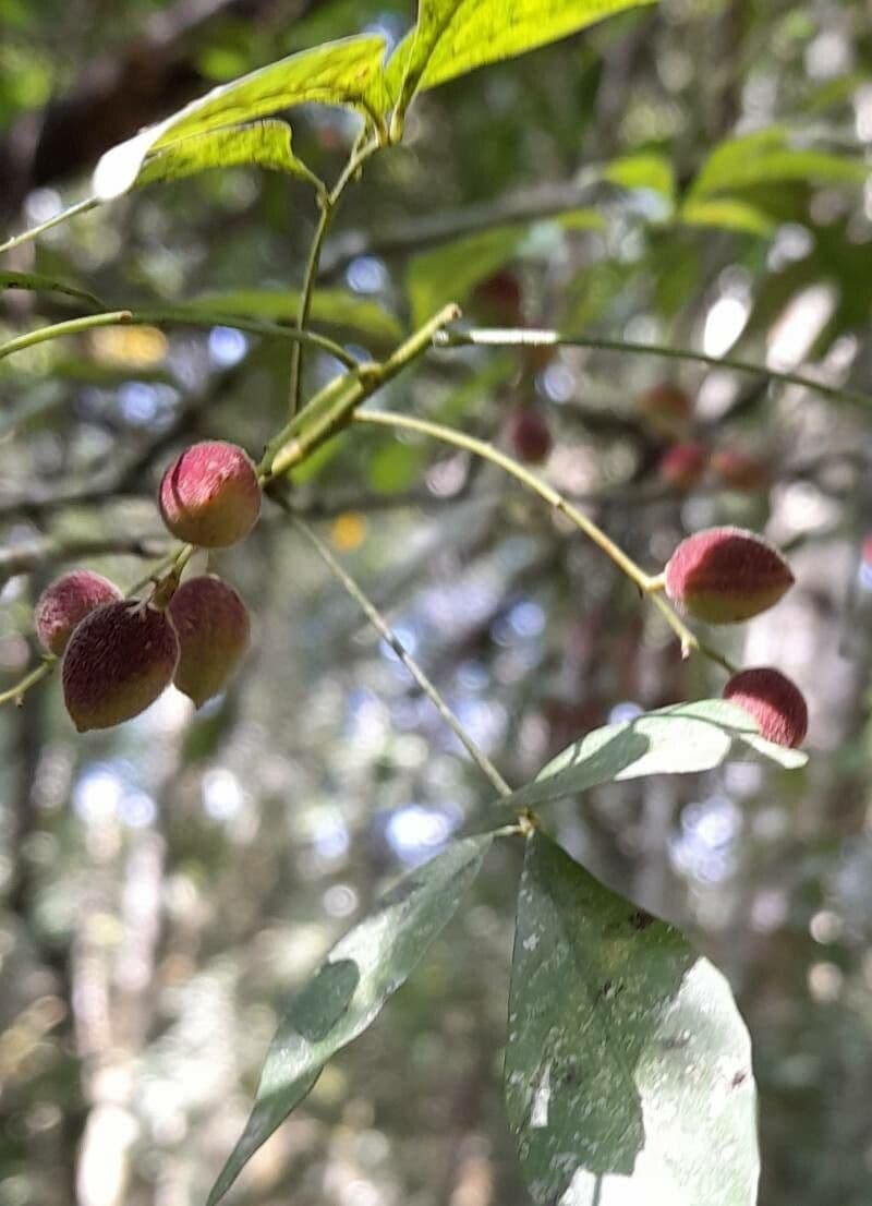 Trichilia 3
