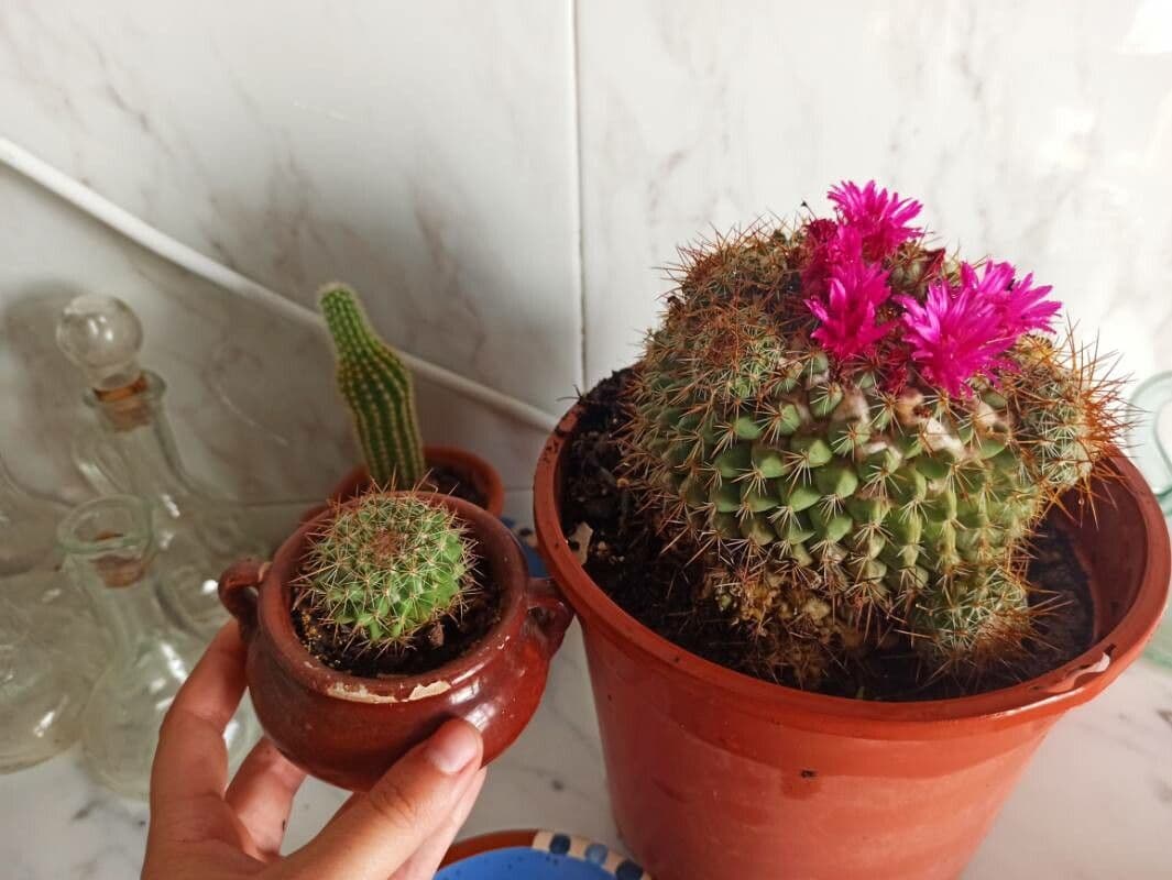 Mammillaria