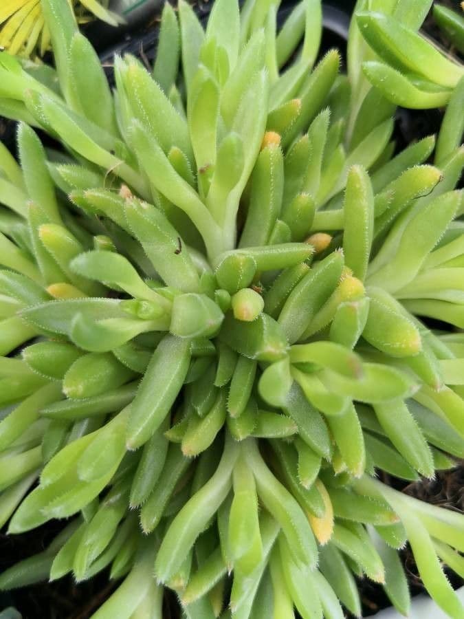 Aptenia 2