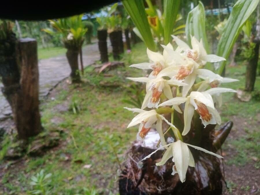 Coelogyne 4