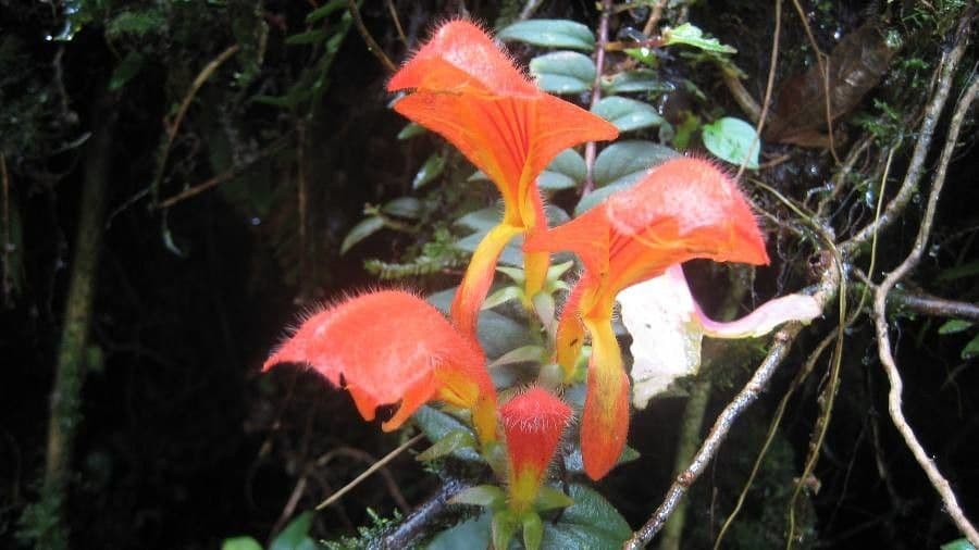 Columnea 4