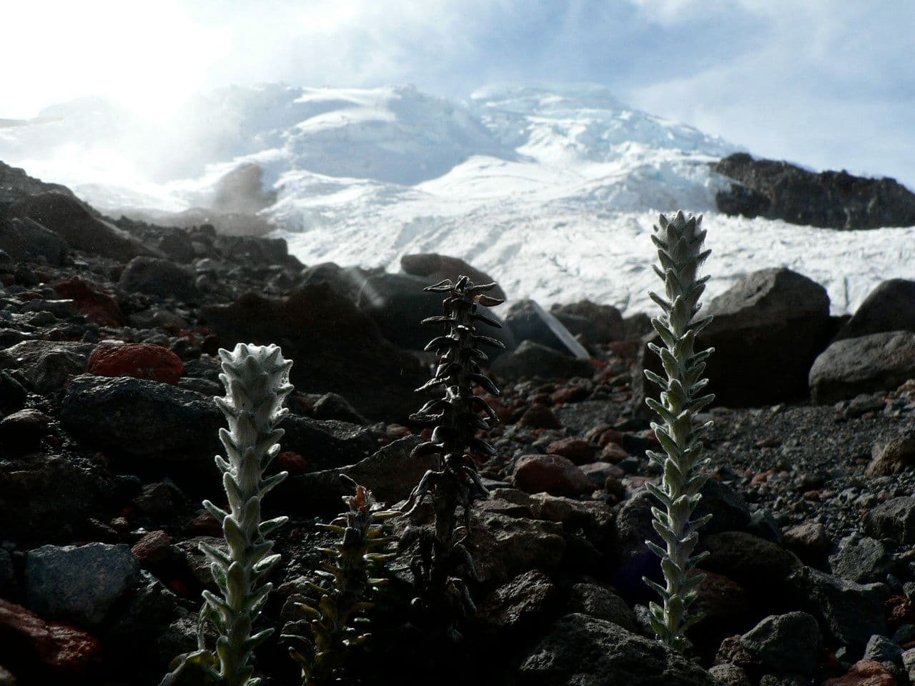 Lasiocephalus 7