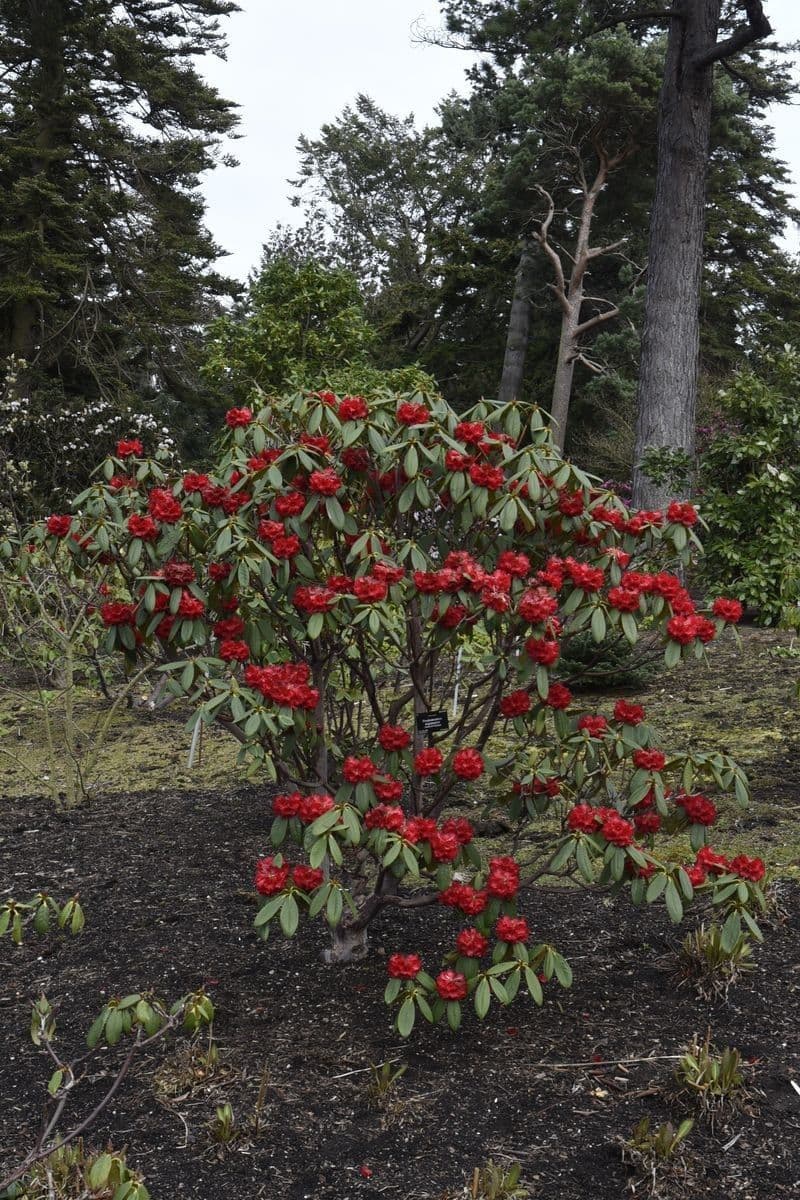 Rododendro 10