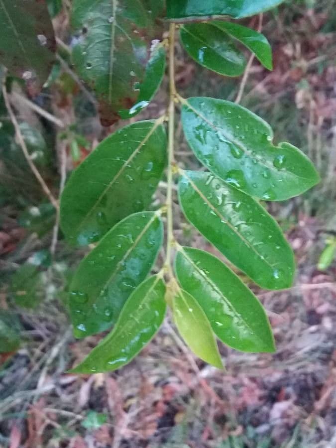 Phyllanthus 18