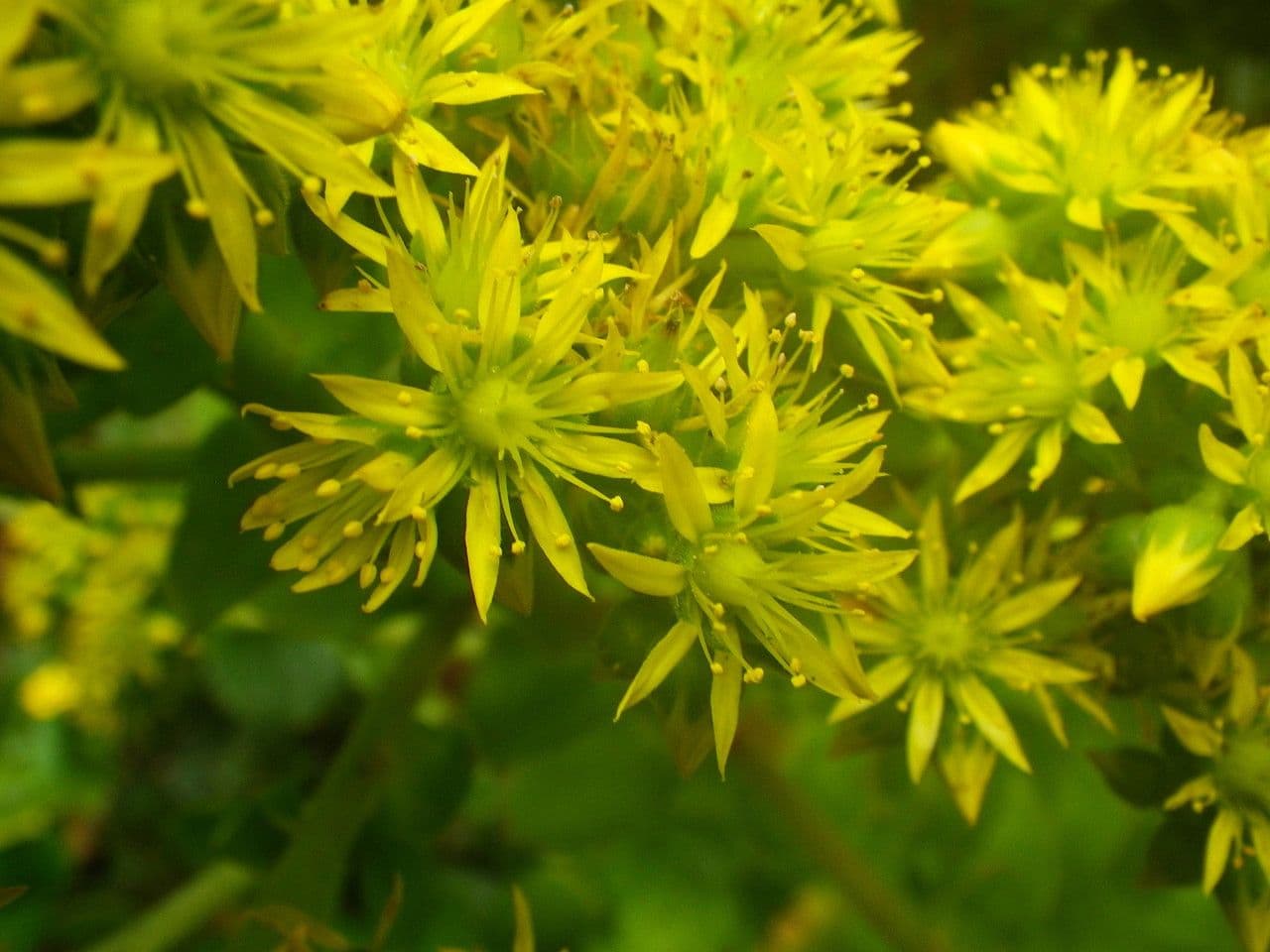 Aeonium 4