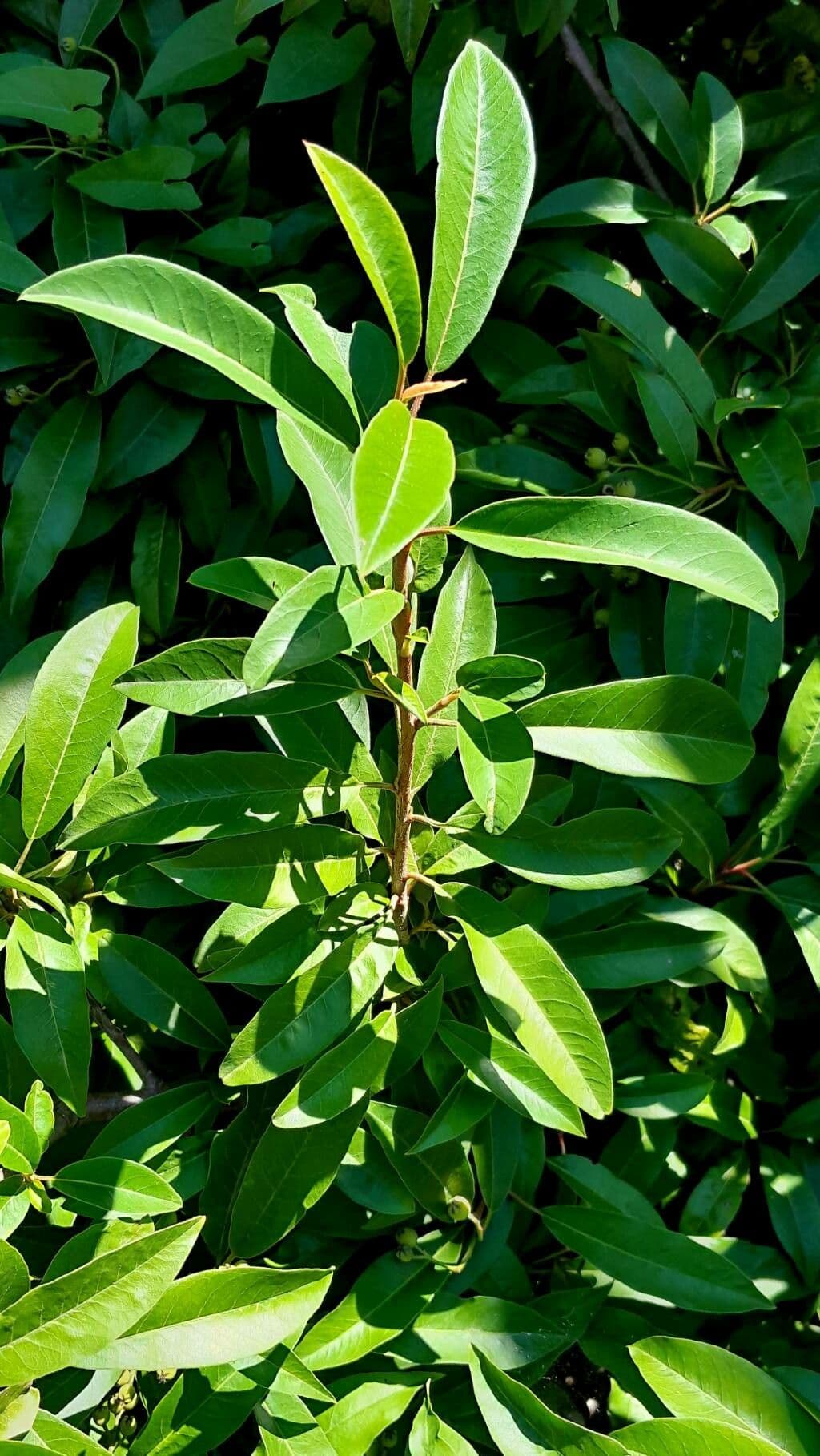 Poterg 10