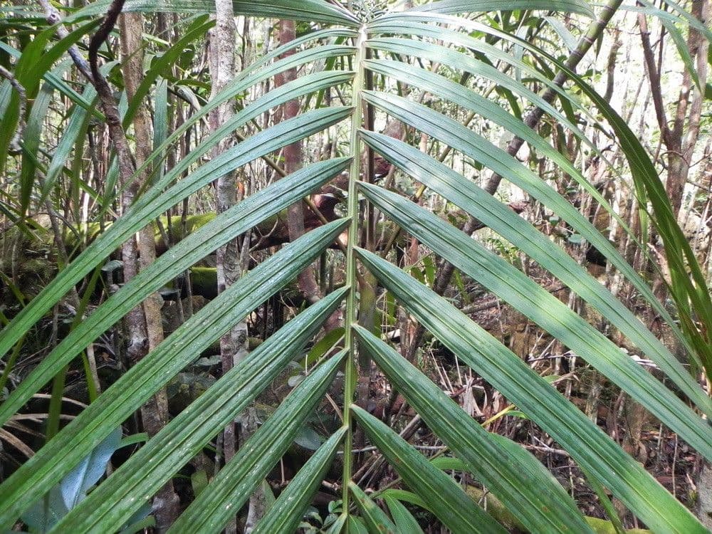 Actinokentia 14