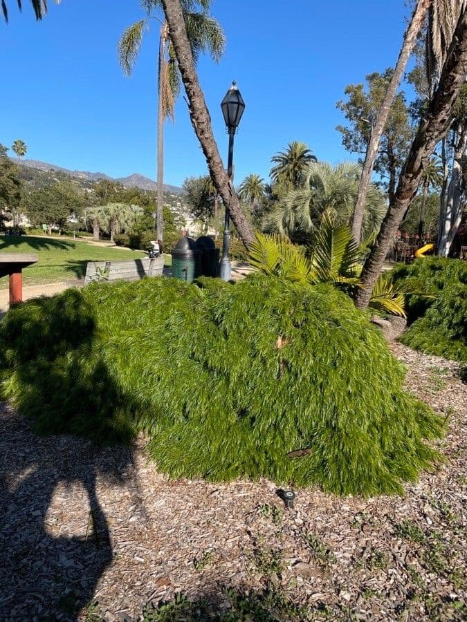 Acacia 3
