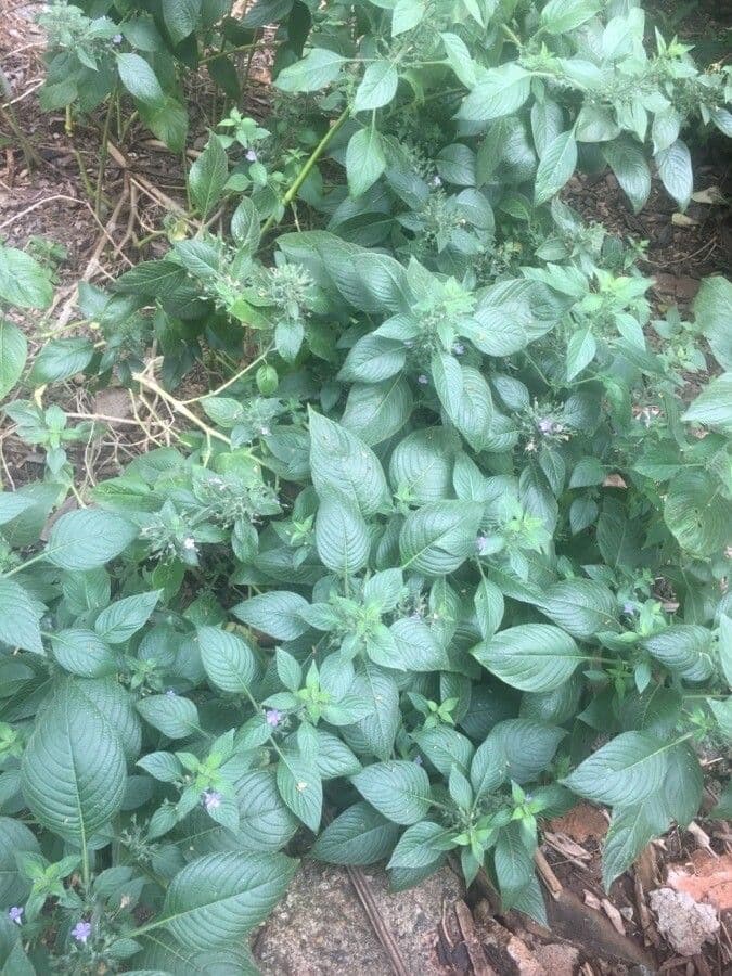 Ruellia 7