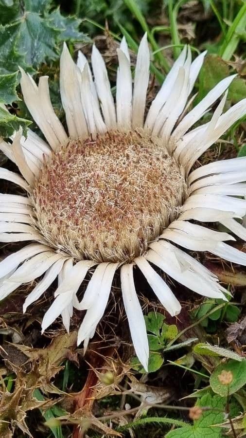 Silberdistel 3