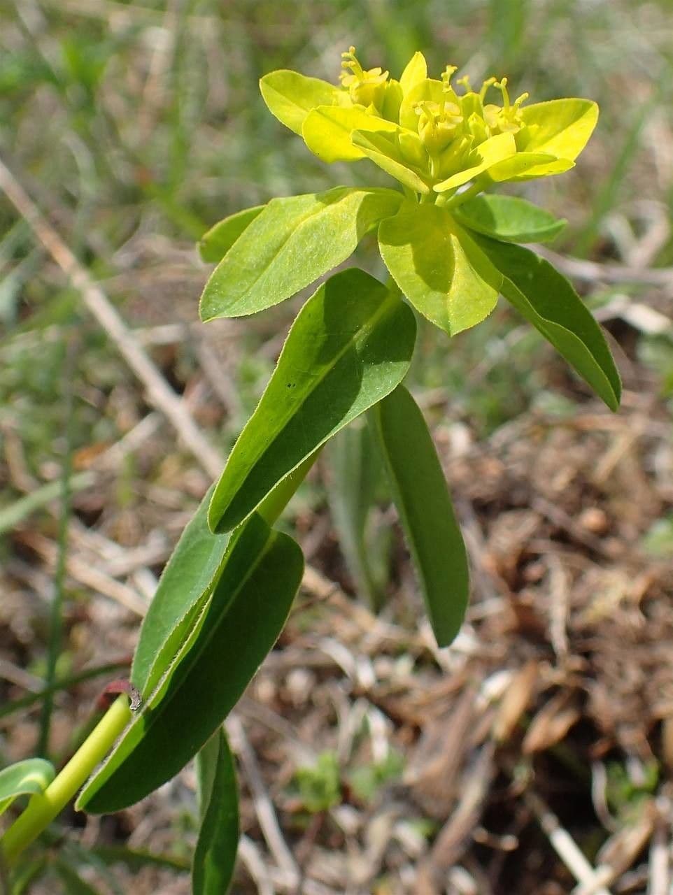 Warzen-Wolfsmilch 6