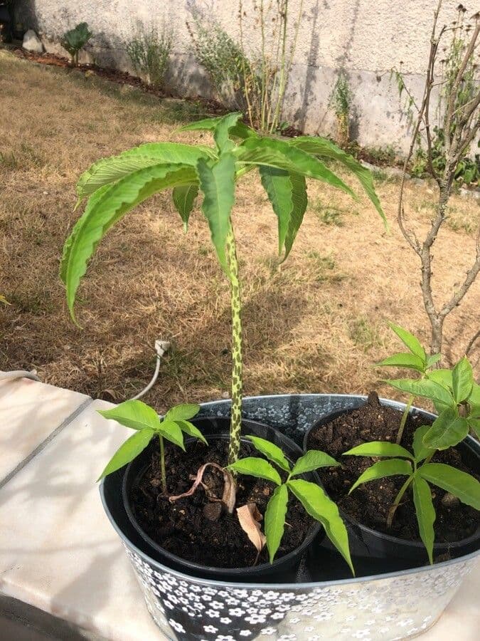 Sauromatum 8