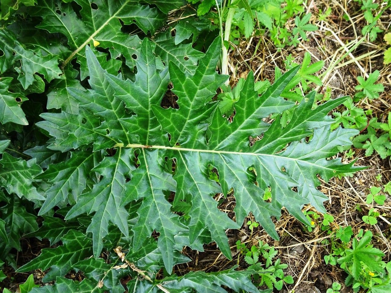 Acantho spinoso 20