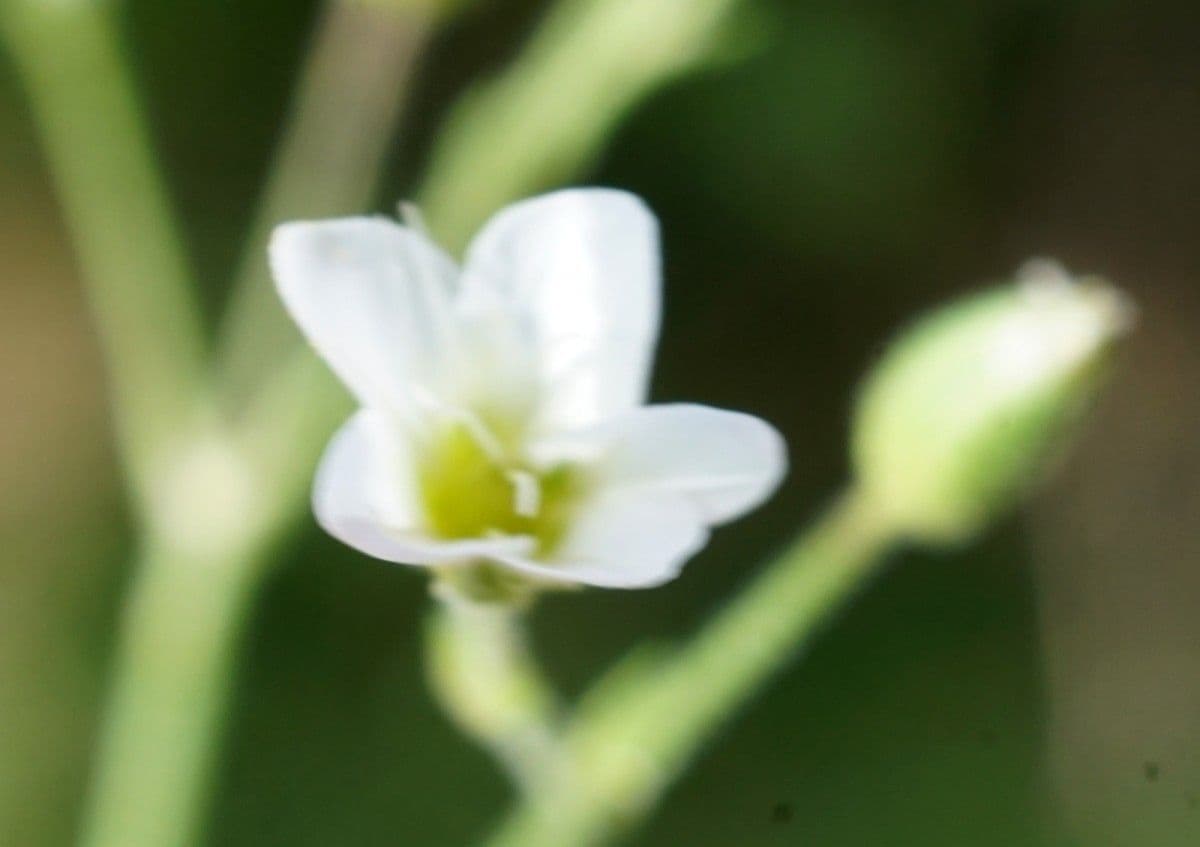 Minuartia mucronata 7