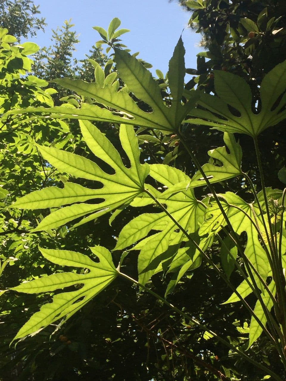 Fatsia 13