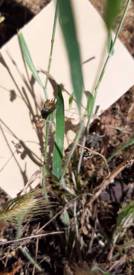 Trisetaria panicea 14
