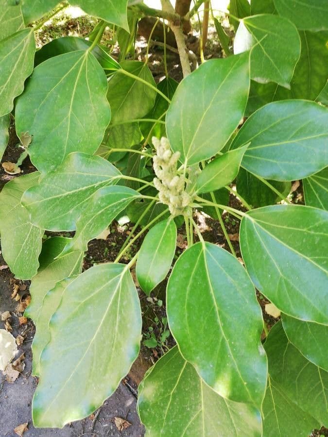 Oreopanax capitatus 6
