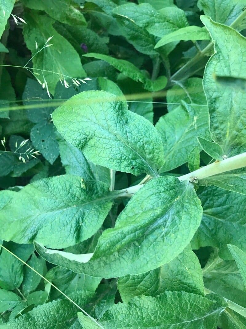 Náprstník červený 17