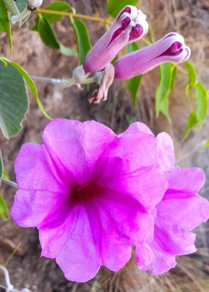 Ipomea 4
