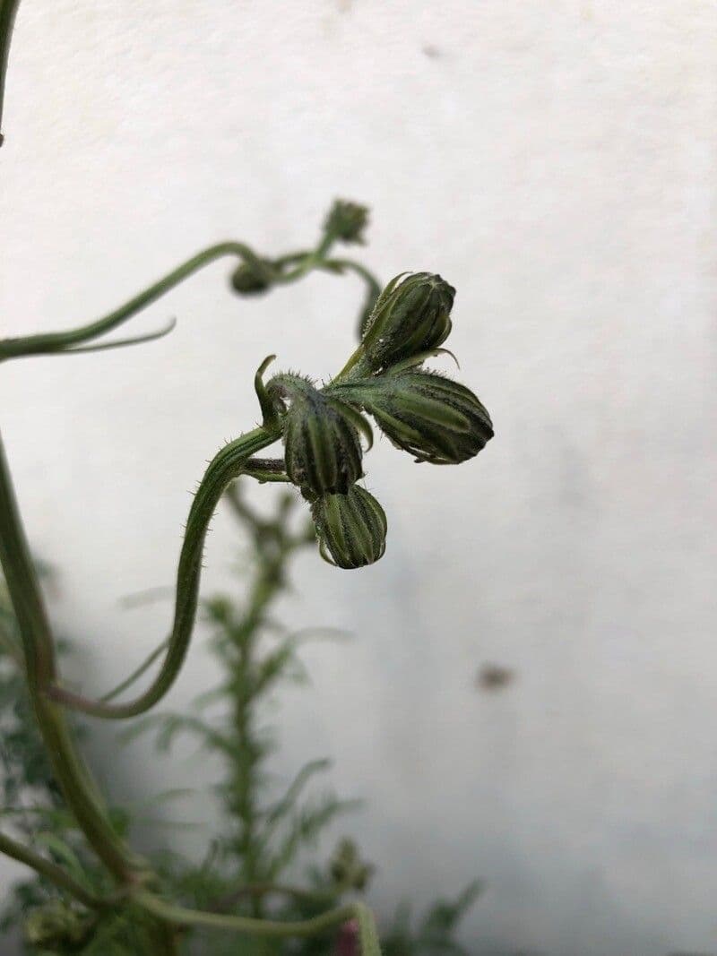 Radicchiella bienne 3