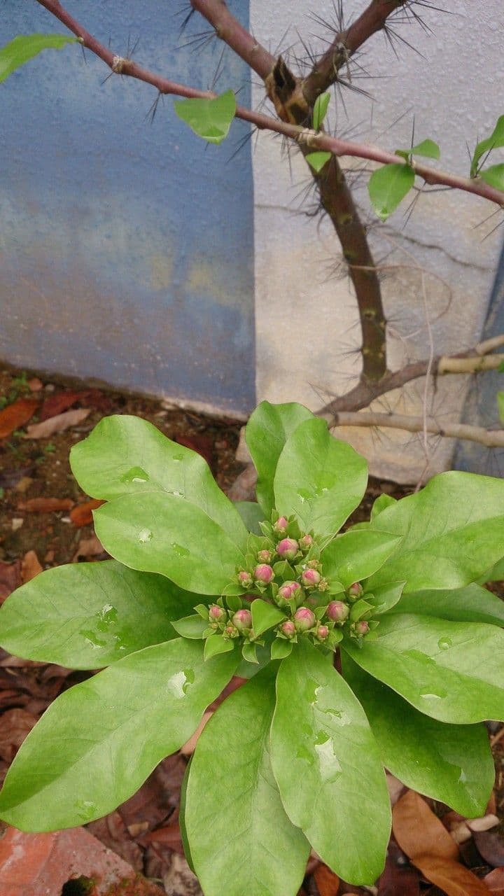 Cactus rosa 16