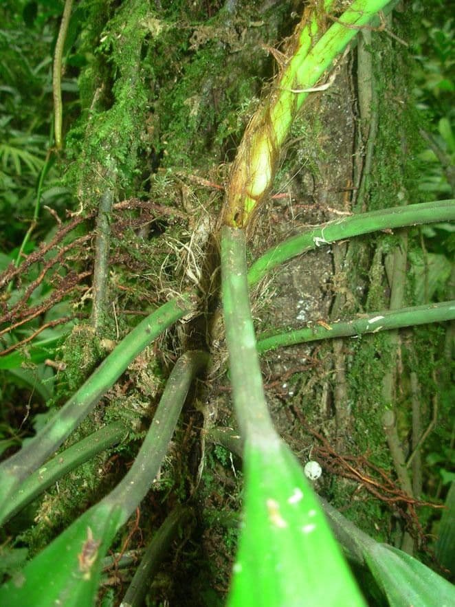 Philodendron 6