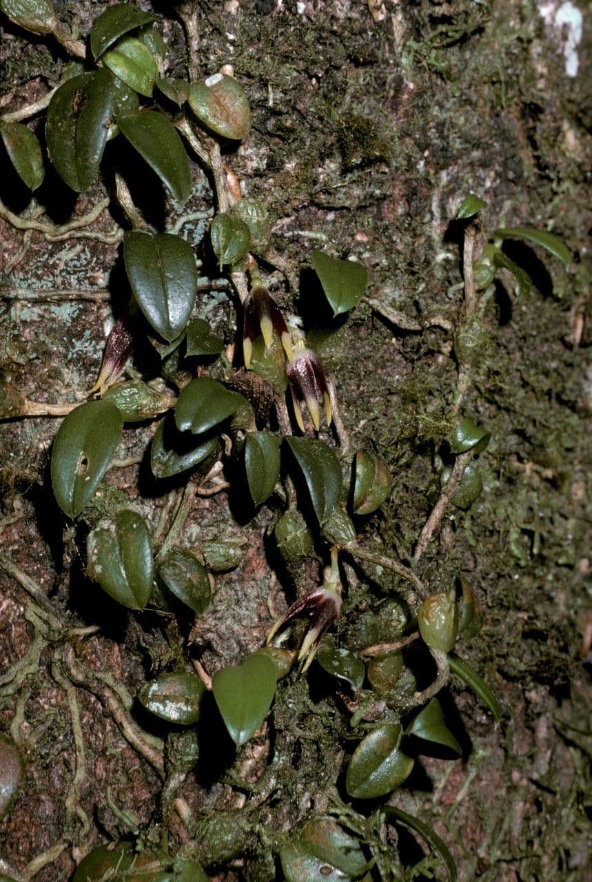 Bulbophyllum 3