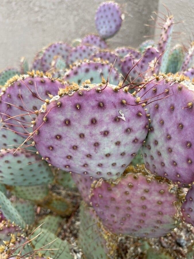 Opuntia macrocentra 20